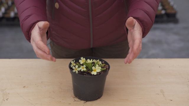 Rosy Hardy On Primulas & Primroses