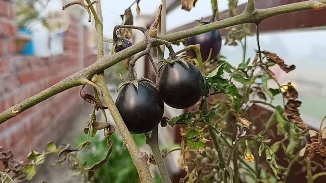 @Gardening nut, काला टमाटर, Black tomato, kumquat tomato, Rare tomato, Tamato plant care смотреть онлайн