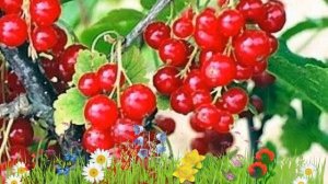 Смородина красная Йонкер ван Тетс ? Обзор: посадка и уход. крупномеры: описание и особенности