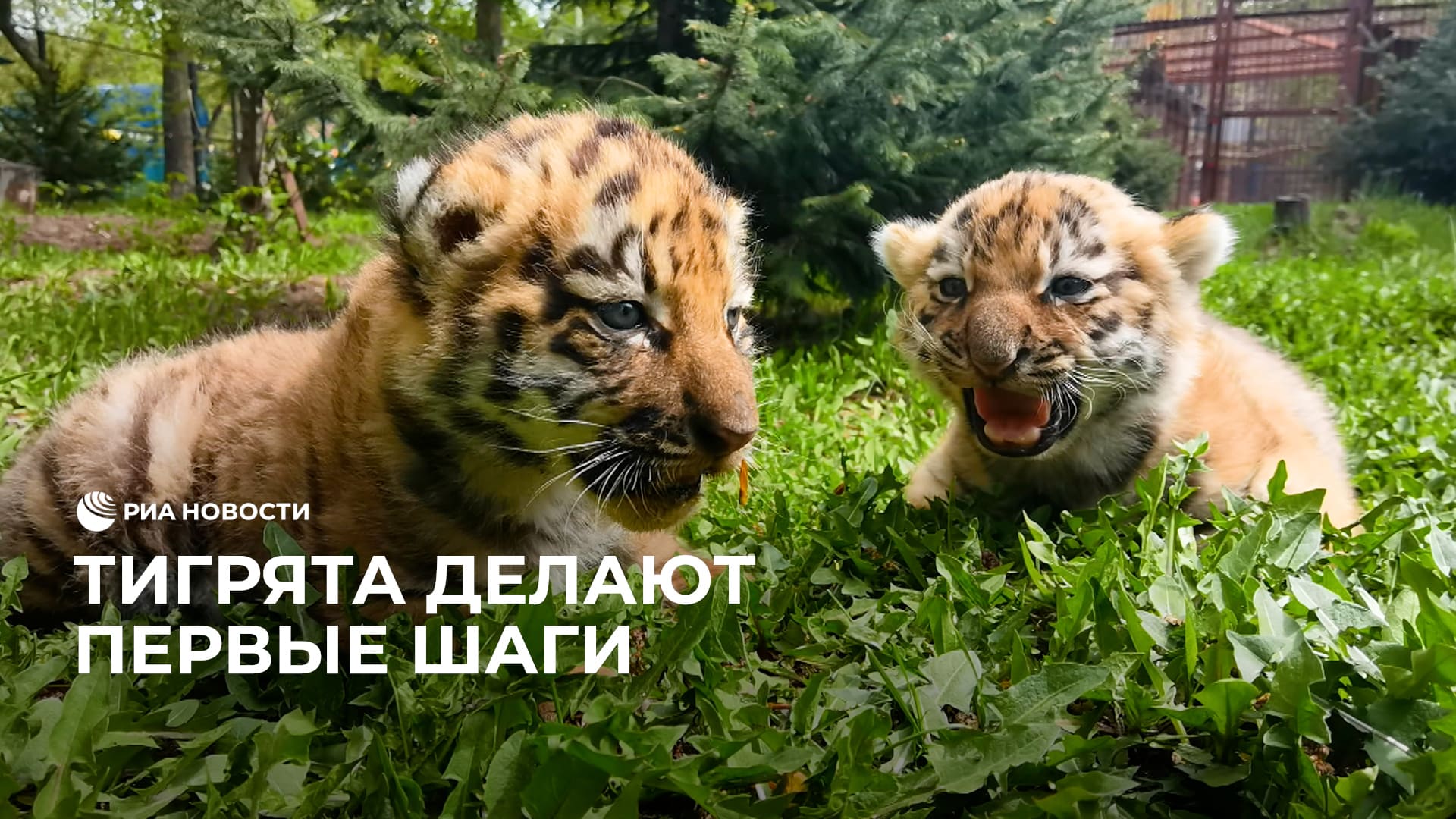Тигрята делают первые шаги