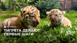 Тигрята делают первые шаги