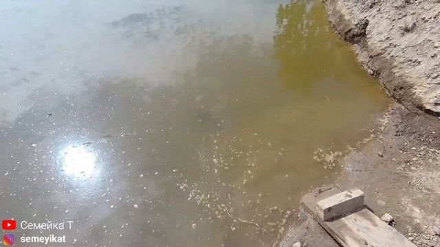 Зарыбляем пруд на даче линём. Свой пруд на участке с рыбой и раками смотреть онлайн