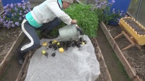 6 соток 16 октября 2023 года. Хроника.