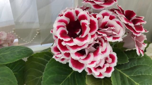 Цветущие сорта Глоксиний(Выпуск №3) смотреть онлайн