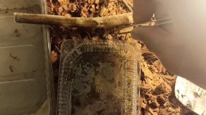 Подробно о кормлении живородящих ящериц (версия 2).