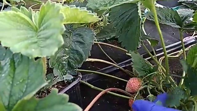 Клубника: СИРИЯ, ФИГАРО, ВЕБЕНИЛ, АНАНАСНАЯ, КУПЧИХА, ЧАМОРА ТУРУСИ смотреть онлайн