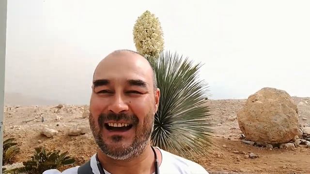 Цветок пальмы смотреть онлайн