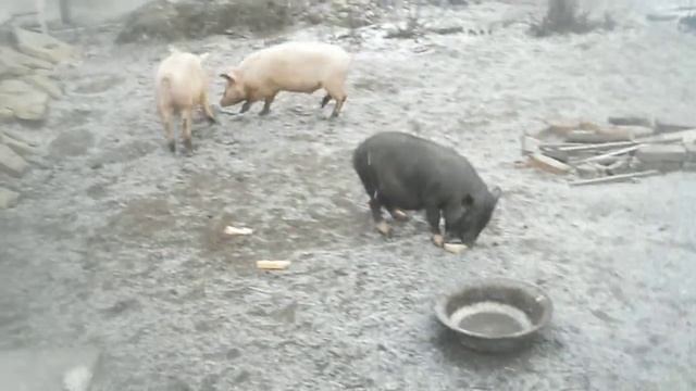 Три веселых поросенка