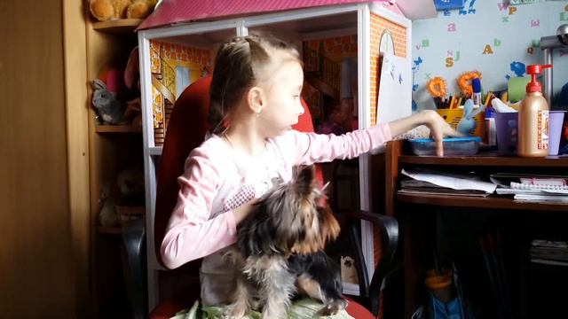 Йоркширский терер смотреть онлайн