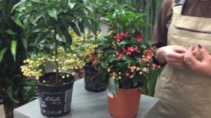 Рождественское дерево - ардизия. Советы по уходу за растением от биолога