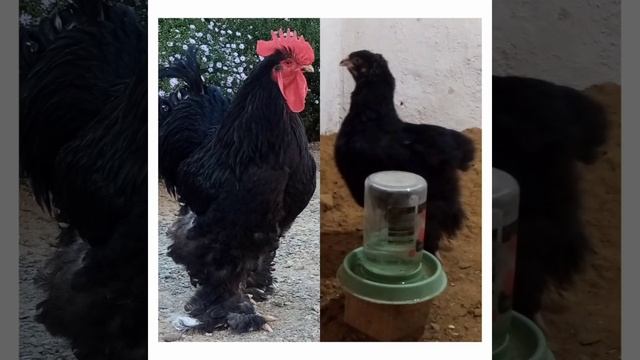 брама кохинхин Адлер пародасы. Чем отличается порода брама от кохинхин смотреть онлайн