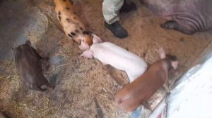 Вес поросенка в 1 месяц