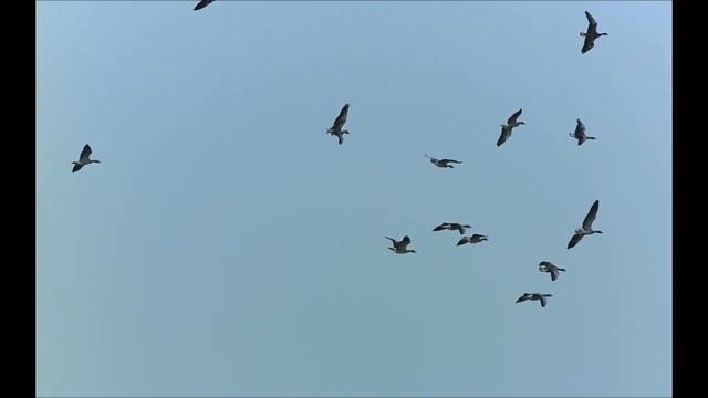 Гусь.Полёт стаи. Дикого гуся. И посадка на воду. Красивейшее видео. смотреть онлайн
