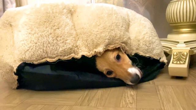 Щенок корги и лежанка смотреть онлайн