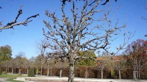 Формовка кроны  деревьев на примере конского каштана