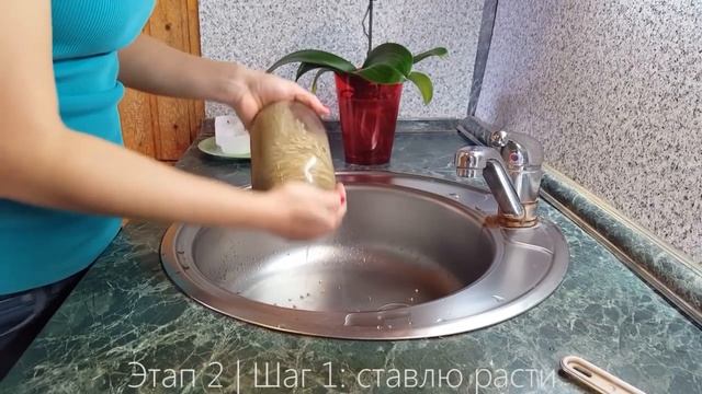 Как прорастить зеленую гречку? Пошаговая инструкция смотреть онлайн