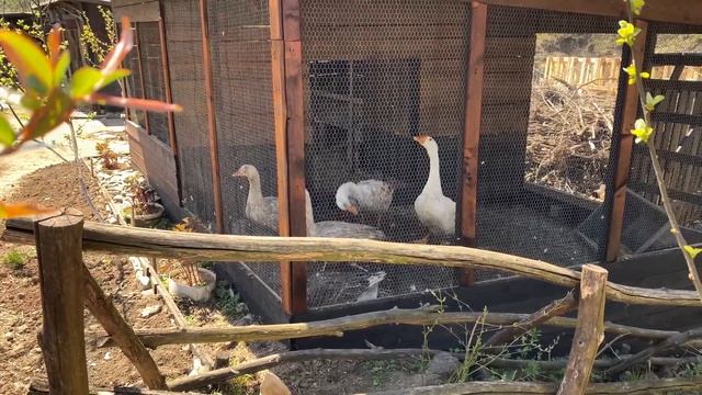 Bosanski lonac u zemljanom loncu. Meso kuhano s povrćem. смотреть онлайн