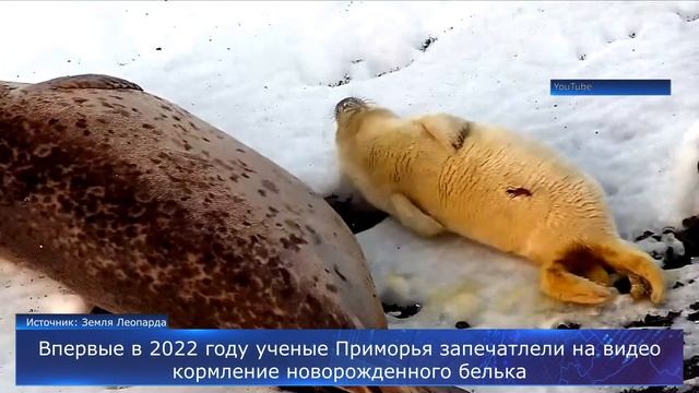Ученые запечатлели на видео кормление новорожденного белька смотреть онлайн