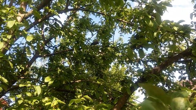 Птица поймала воробья, и споктйно его ест... смотреть онлайн