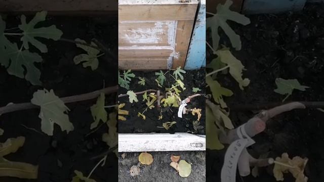 #ИНЖИР. #ФОРМИРОВКА ИНЖИРА. #УКРЫТИЕ ИНЖИРА НА ЗИМУ. смотреть онлайн