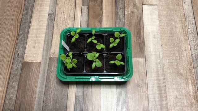 Семейные отпуска