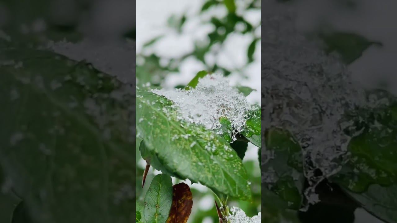 Тает снег / SEVENROSE #sevenrose #аленаросс #чернаясмородина #виктормогилатов #чернаясмородинаальбом смотреть онлайн