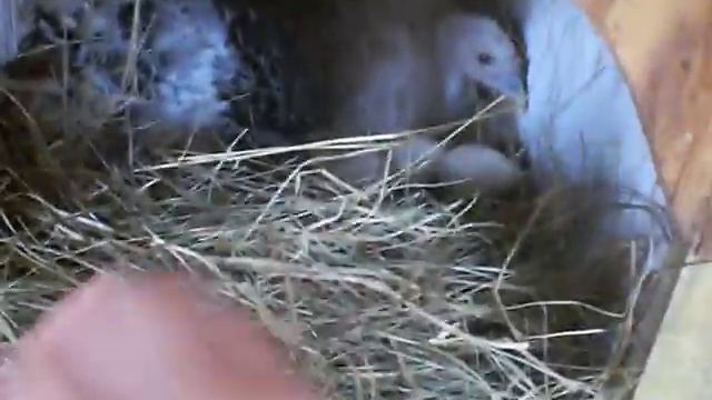 Пополнение в хозяйстве/индюшки на яйцах смотреть онлайн