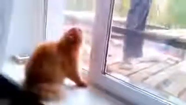 Кот который вцепится в глотку смотреть онлайн