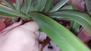 Пересадка  орхидеи Paphiopedilum (Венерин башмачок).