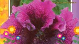 Петуния гибридная крупноцветковая Триумф f1 темно-пурпурная. Краткий обзор