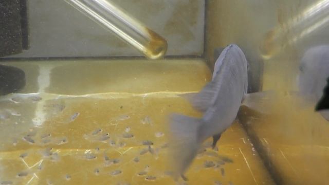 Blue Dolphin cichlid with fry смотреть онлайн