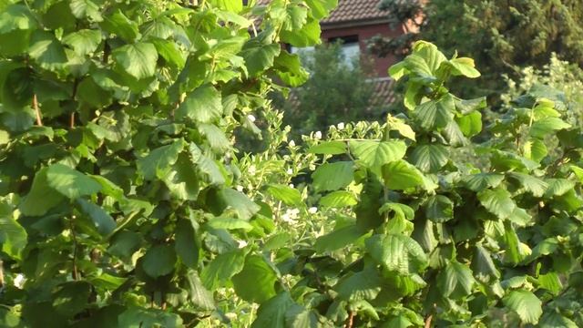 Test video 1 - Panasonic HDC-SD800 смотреть онлайн