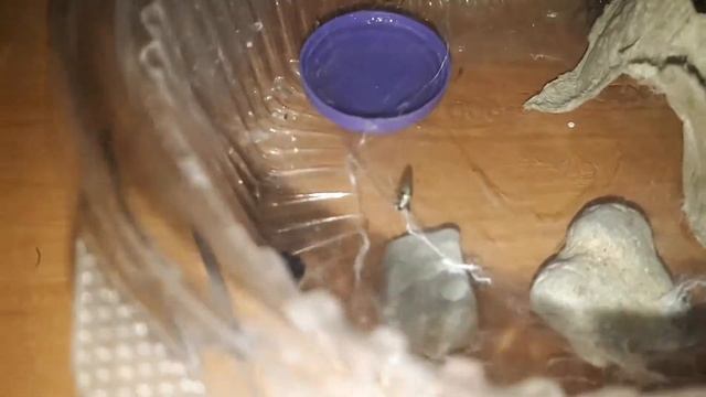 паук волк (lycosidae)- пьет водичку/ БЕШЕНАЯ ТЕГЕНАРИЯ смотреть онлайн