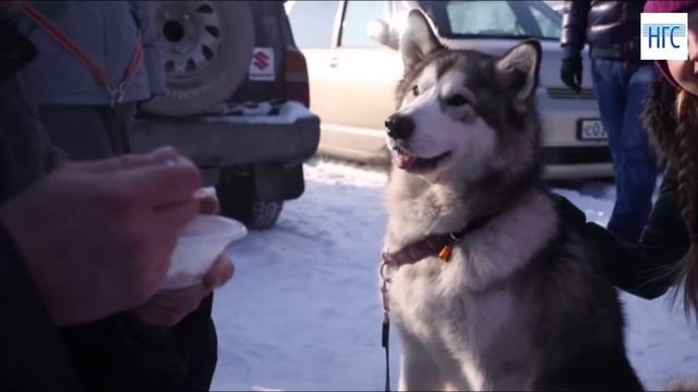 Сила Сибири 2016 смотреть онлайн