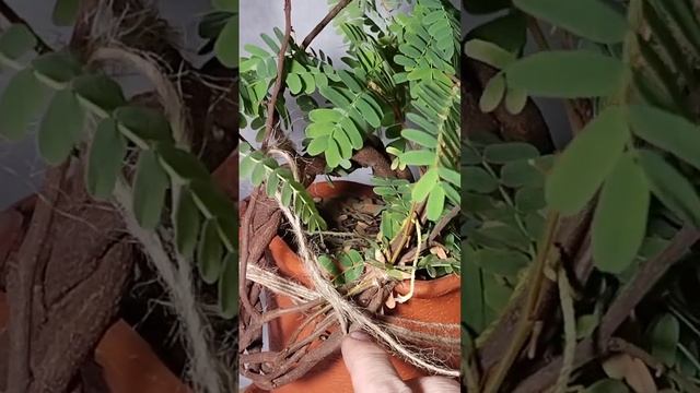 тамаринд,формирую бонсай смотреть онлайн