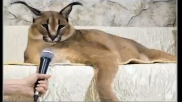 Большой Шлепа рассказывает анекдот о Лёлике смотреть онлайн