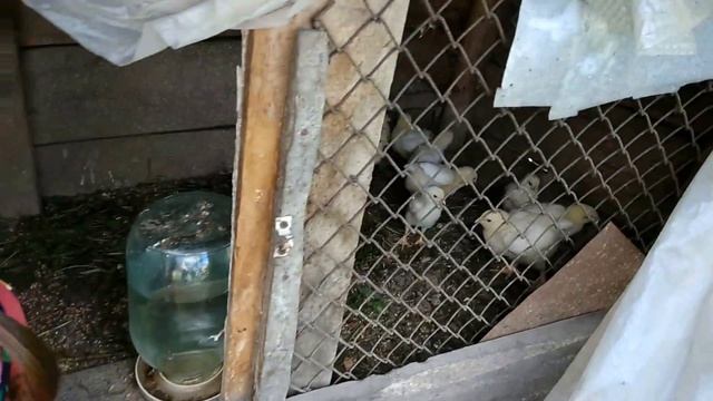 Алиса показывает маленьких УТЯТ и ЦЫПЛЯТ Хорошо в деревне летом Детский канал Little baby Alisa смотреть онлайн