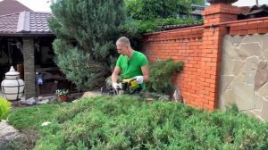 Стрижка казацкого можжевельника