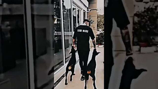 Дима Матвеев тако́й милый со своими доберманами ? он лучший дурачок #дмитрийматвеев #ютуб ?❤️ смотреть онлайн