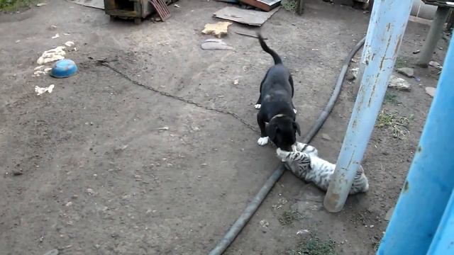 ▶ Кот дерется с Собакой Jiu Jitsu Cat vs Dog Funny Fight HD смотреть онлайн