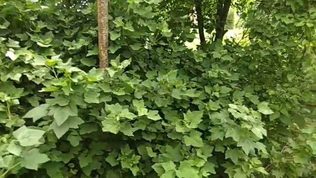 у нас важная покупка. курей спасла прививка смотреть онлайн