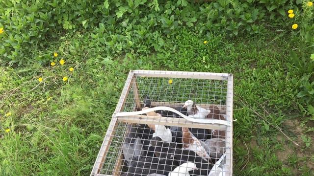 #Pigeons.Кто такие пищалки. смотреть онлайн