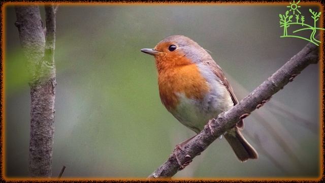 Голоса птиц Как поёт Малиновка японская (Erithacus akahige).mp4 смотреть онлайн