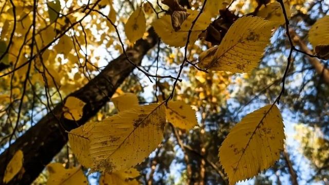 ЖИЗНЬ НА НОВОЙ ЗЕМЛЕ (ПОМОЧЬ ЗАБЛУДШЕЙ ДУШЕ) смотреть онлайн