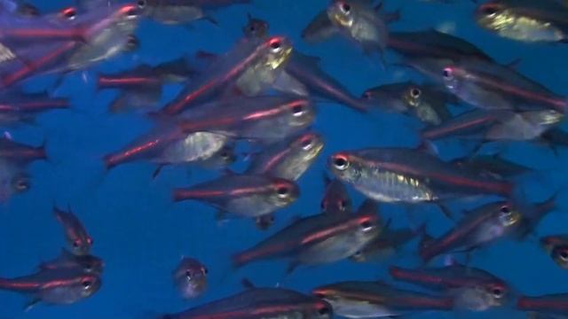 Glowlight Tetra (Hemigrammus erythrozonus) - Tropical Fish смотреть онлайн