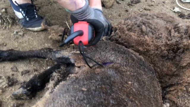 Первая стрижка овец ? ? смотреть онлайн