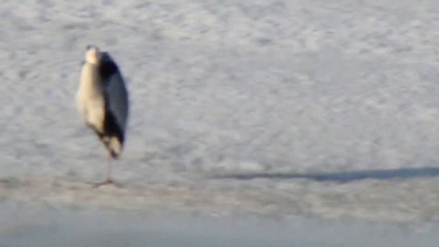 #timelapse55 Только позитивные новости по утрам Цапля на Иртыше в Омске... смотреть онлайн