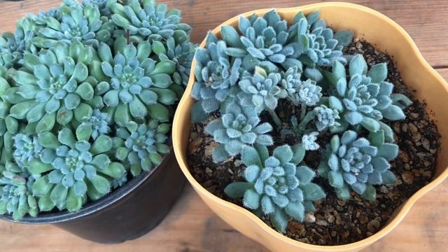 Echeveria Setosa Deminuta VS Echeveria setosa Minor ¿Cuál es la verdadera FO-42? смотреть онлайн