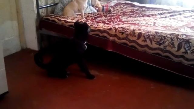 Чабанская собака Албасты Оташ, 3 месяца. Реакция на впервые услышаное аудио "вой волка". смотреть онлайн