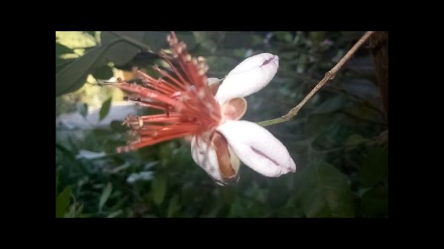 Красивая Фейхоа, гортензия,климатис. смотреть онлайн